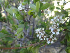 Spiraea aquilegifolia