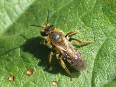 Andrena dorsata