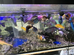 Pseudotropheus johannii