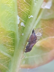Cacopsylla melanoneura
