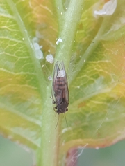 Cacopsylla melanoneura