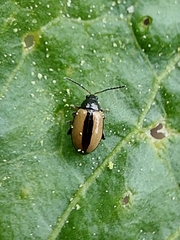 Phyllotreta armoraciae