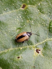 Phyllotreta armoraciae