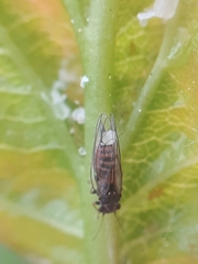 Cacopsylla melanoneura