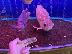 Barbonymus gonionotus