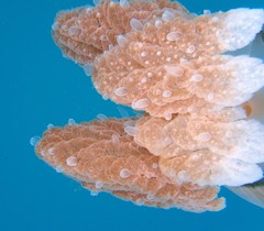 Versuriga