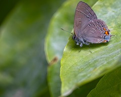 Satyrium calanus falacer