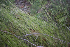 Austrostipa muelleri