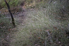 Austrostipa muelleri