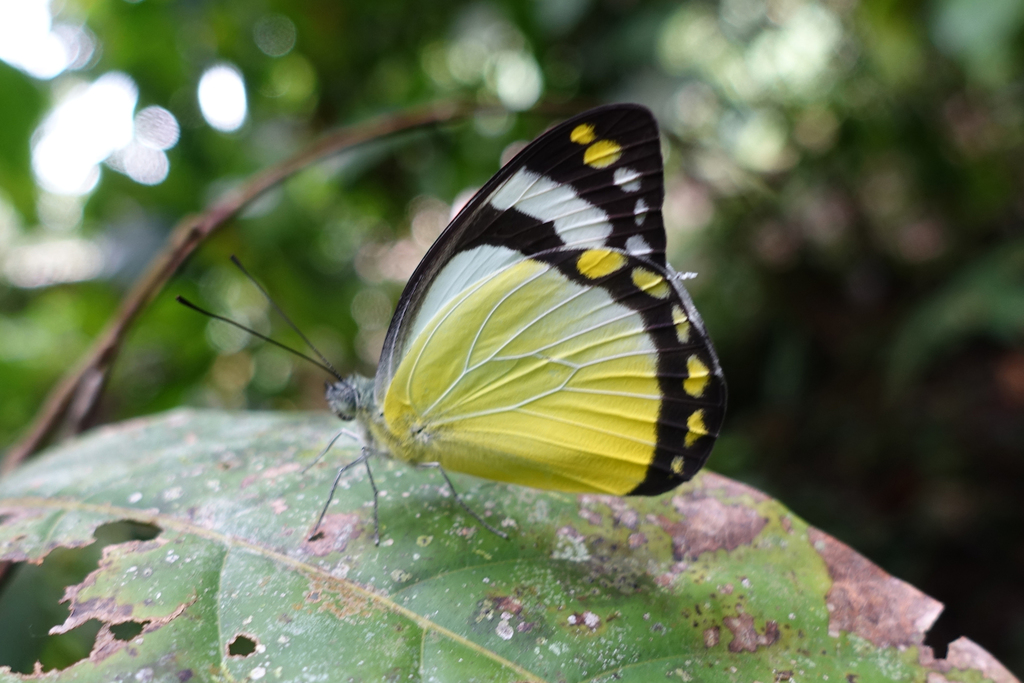 Delias enniana