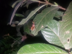 Gminatus wallengreni