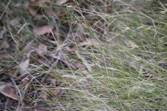 Austrostipa muelleri