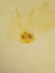 Clubiona sertungensis