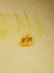 Clubiona sertungensis