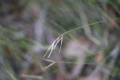 Austrostipa muelleri