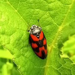 Cercopis vulnerata