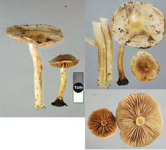 Hebeloma pseudofragilipes