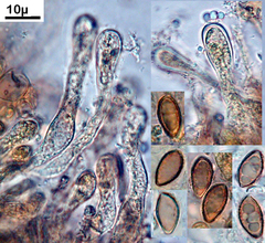 Hebeloma pseudofragilipes