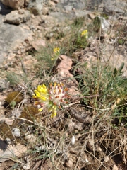 Anthyllis vulneraria boissieri