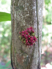 Pradosia lactescens
