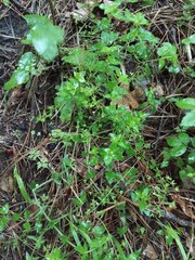 Veronica peduncularis