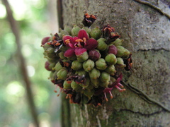 Pradosia lactescens