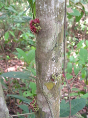 Pradosia lactescens
