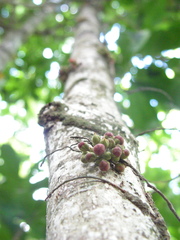 Pradosia lactescens