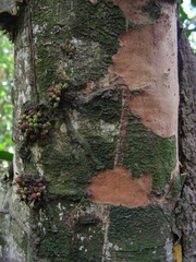Pradosia lactescens