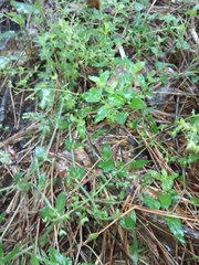 Veronica peduncularis