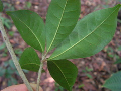 Pradosia lactescens