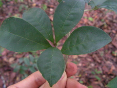 Pradosia lactescens