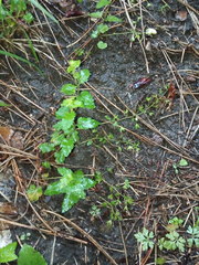 Veronica peduncularis