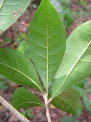 Pradosia lactescens