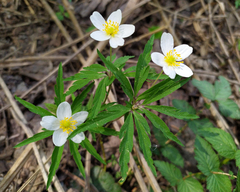 Anemonoides uralensis