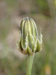 Crepis albida