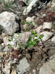 Euphorbia taurinensis