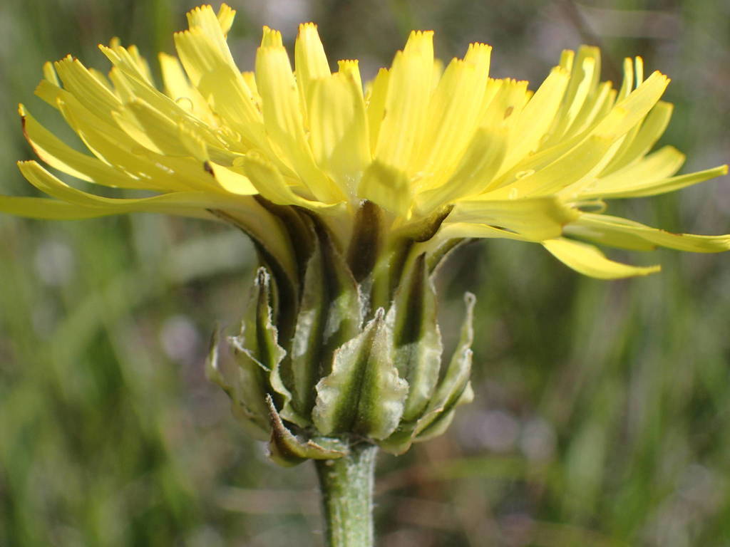 dandelions, hawksbeards, and rattlesnake roots