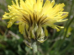 Crepis albida