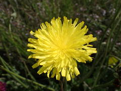 Crepis albida
