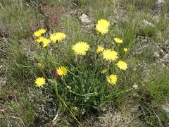 Crepis albida
