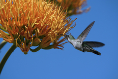 Anthracothorax dominicus