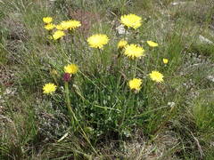 Crepis albida