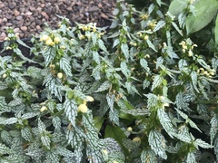 Lamium galeobdolon flavidum