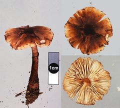 Lepiota haemorrhagica