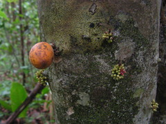 Pradosia lactescens