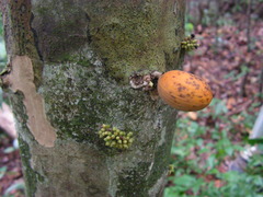Pradosia lactescens