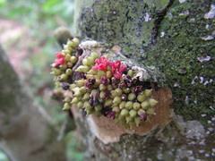 Pradosia lactescens