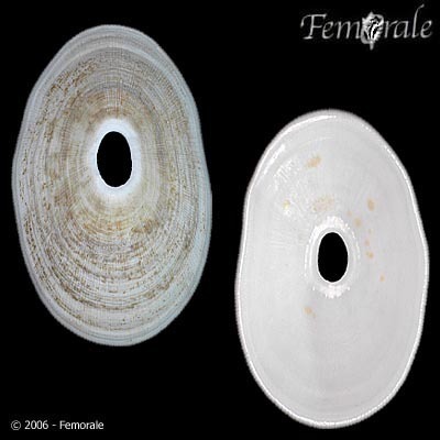 Giant Keyhole Limpet