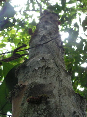 Pradosia lactescens